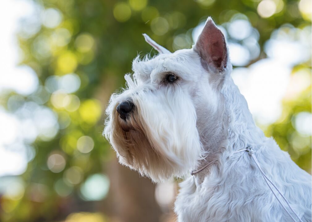 #12. Miniature schnauzer